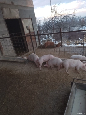 Vând purcei landrace - imagine 4