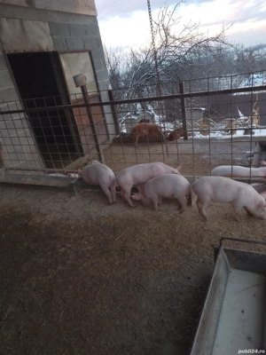 Vând purcei landrace - imagine 5