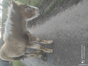 Se vinde mânz 5 luni prețul este 5000 de lei negociabil 