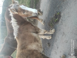 Se vinde mânz 5 luni prețul este 5000 de lei negociabil  - imagine 3