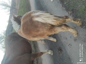 Se vinde mânz 5 luni prețul este 5000 de lei negociabil  - imagine 5