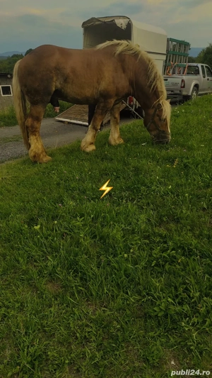 Se vinde mânz 5 luni prețul este 5000 de lei negociabil  - imagine 4