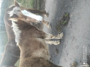 Se vinde mânz 5 luni prețul este 5000 de lei negociabil  - imagine 2