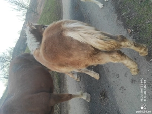 Se vinde mânz 5 luni prețul este 5000 de lei negociabil  - imagine 6