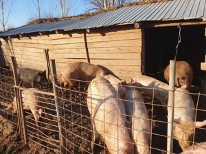 porci și purcei  - imagine 4