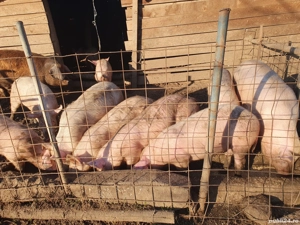porci de vânzare și purceii  - imagine 4