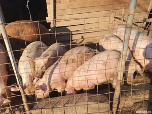 porci de vânzare și purceii 