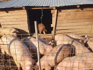 porci și purcei de vânzare  - imagine 5