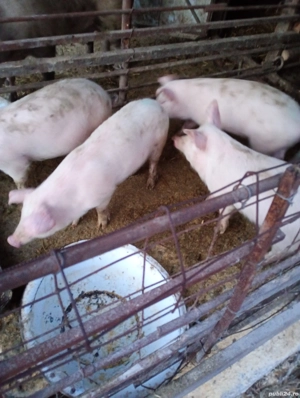 Vând Purcei - imagine 2