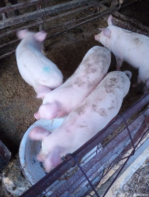 Vând Purcei - imagine 3