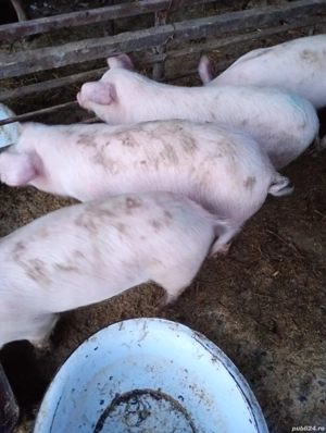 Vând Purcei - imagine 4