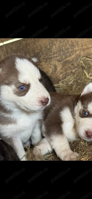 Vând cățeluși husky siberieni. - imagine 4