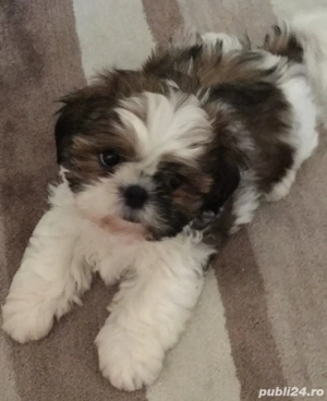 Shih Tzu puiuți - imagine 2