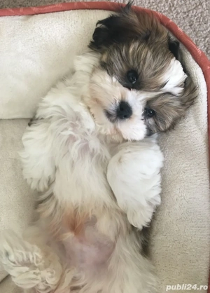 Shih Tzu puiuți - imagine 3