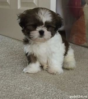 Shih Tzu puiuți