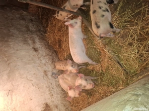 purcei intercati - imagine 4