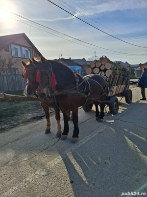 Vând sau schimb iapă  - imagine 4
