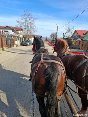 Vând sau schimb iapă  - imagine 5