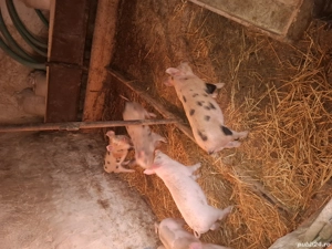 purcei intercati - imagine 3