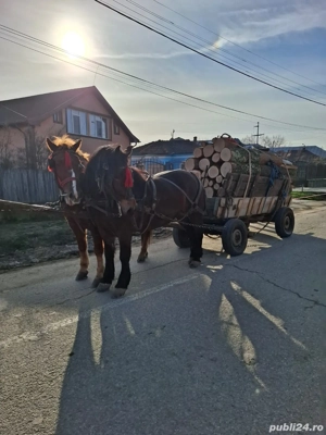 Vând sau schimb iapă  - imagine 3
