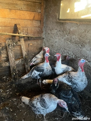 vand curci si curcani  - imagine 4