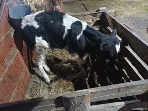 vind tauras de 10 zile  - imagine 3