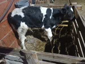 vind tauras de 10 zile  - imagine 2