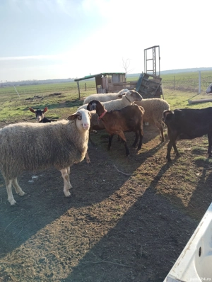 anglonubiana  - imagine 3