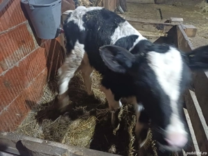 vind tauras de 10 zile  - imagine 4