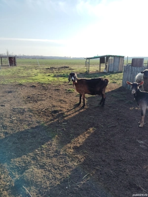 anglonubiana  - imagine 6