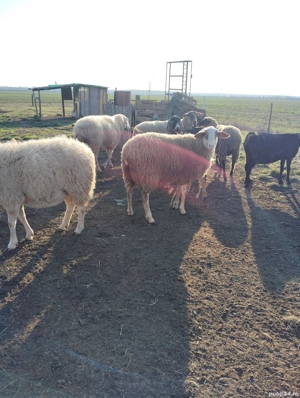 anglonubiana  - imagine 7