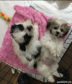 Puiuți de Yorkshire - imagine 2