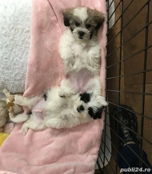 Puiuți de Yorkshire - imagine 3