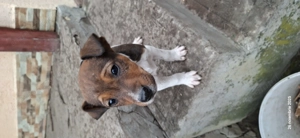 Se donează..Atentie !!!.cu achitarea vaccinurilorsi hranei - imagine 3