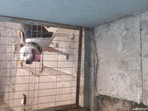 Caine amstaff cauta partenera - imagine 2