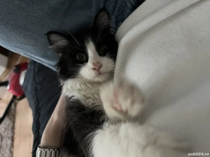 Donez motan 7-8 luni 