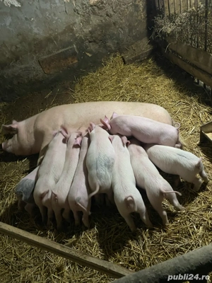 scroafa cu 10 purcei - imagine 2
