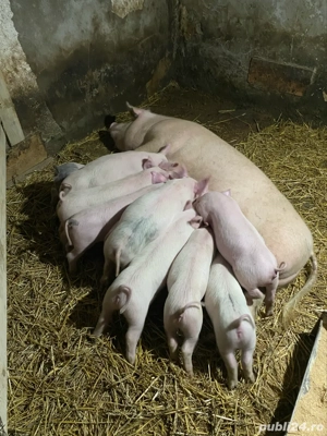 scroafa cu 10 purcei