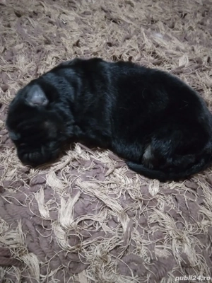 Cățelușe ciobănesc german 