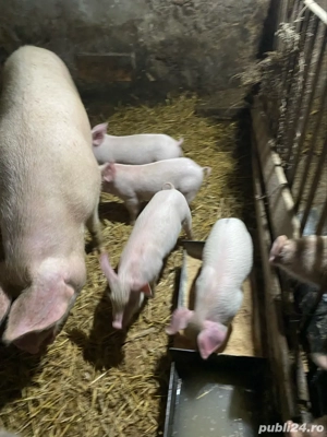 scroafa cu 10 purcei - imagine 5