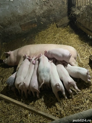 scroafa cu 10 purcei - imagine 4
