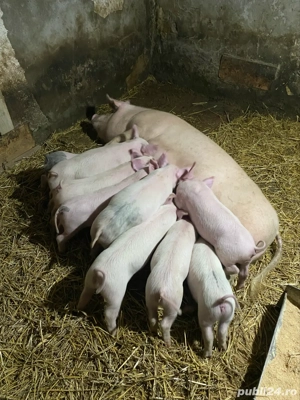 scroafa cu 10 purcei - imagine 3