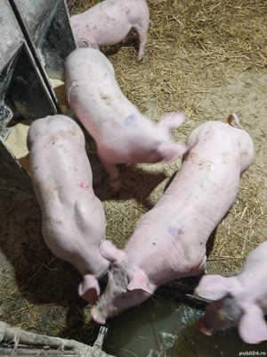 Purcei rasa pietrean alb - imagine 3