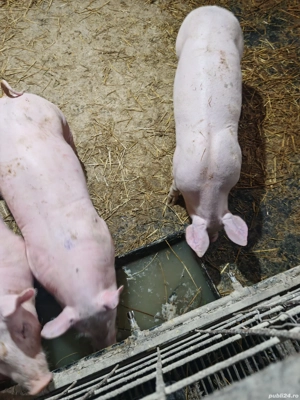 Purcei rasa pietrean alb