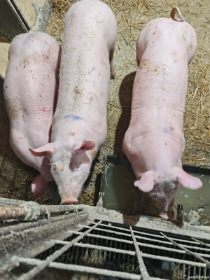 Purcei rasa pietrean alb - imagine 4