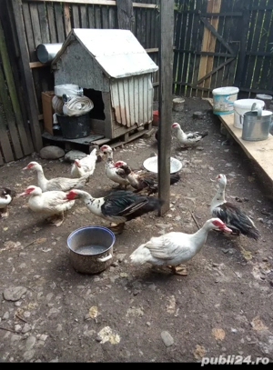 vand rate vii si sacrificate ,relatii la telefon