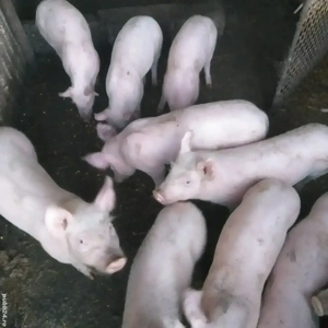 Vînd porci și purcei Coșoveni
