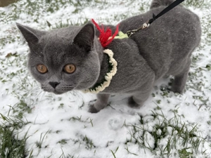 Pisicuță pentru motanul meu 