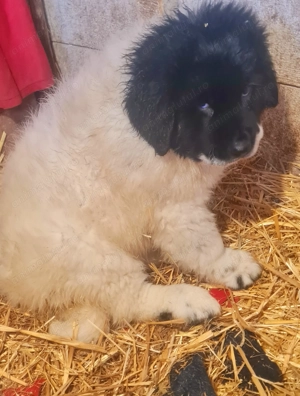 Ciobanesc de Bucovina 