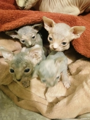 Pisici sfinx - imagine 3